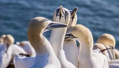 ZBlog PHP由1.5升级到1.6的指南和模板插件等开发代码的变化