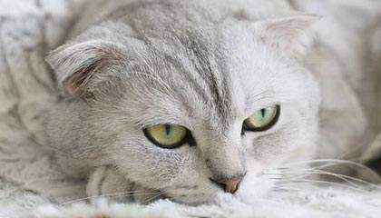 zblog判断用户登录与否以及用户等级的判断