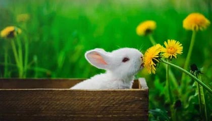 zblog获取多个分类的文章，并按[最新/热门/热评]进行排序